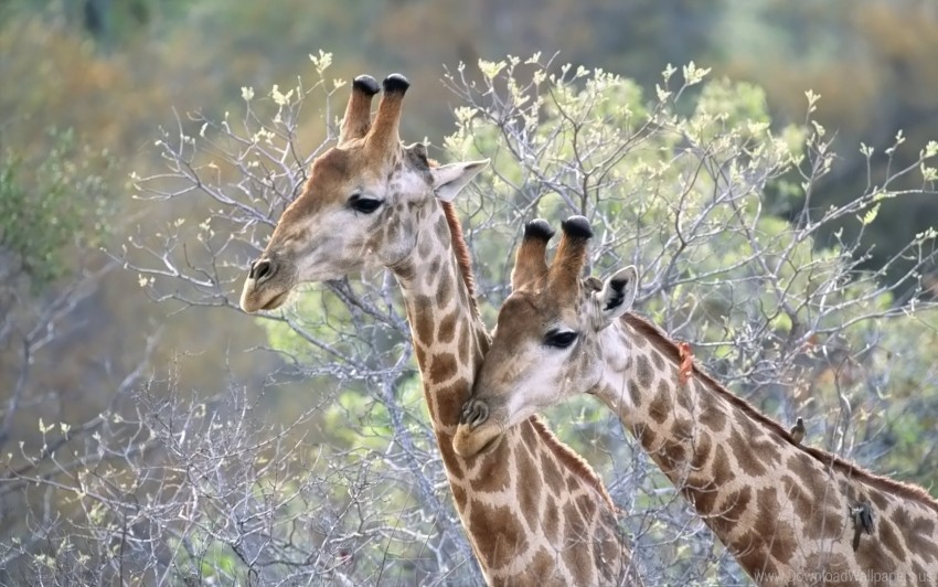 couple giraffes grass trees wallpaper background best stock photos - Image ID 157720