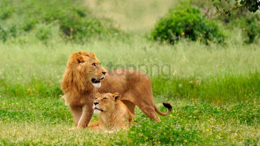 Couple Grass Lie Lion Lioness Predators Wallpaper Background Best Stock Photos