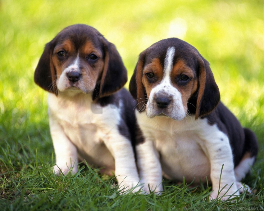 couple grass puppies wallpaper background best stock photos - Image ID 160766