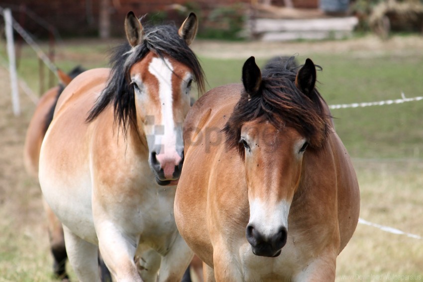 couple horse mane wallpaper background best stock photos - Image ID 160240