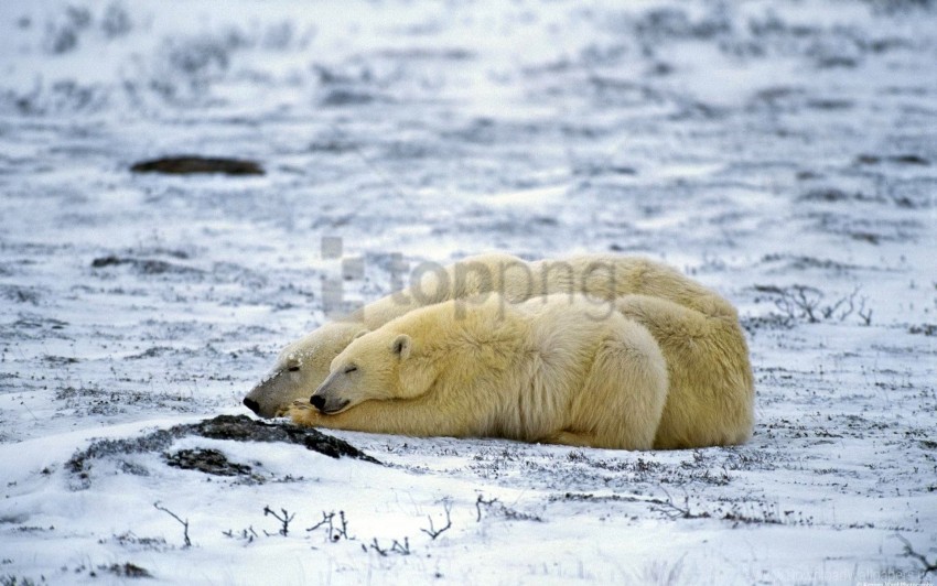 couple, lie, polar bear, sleep, snow wallpaper background best stock photos@toppng.com
