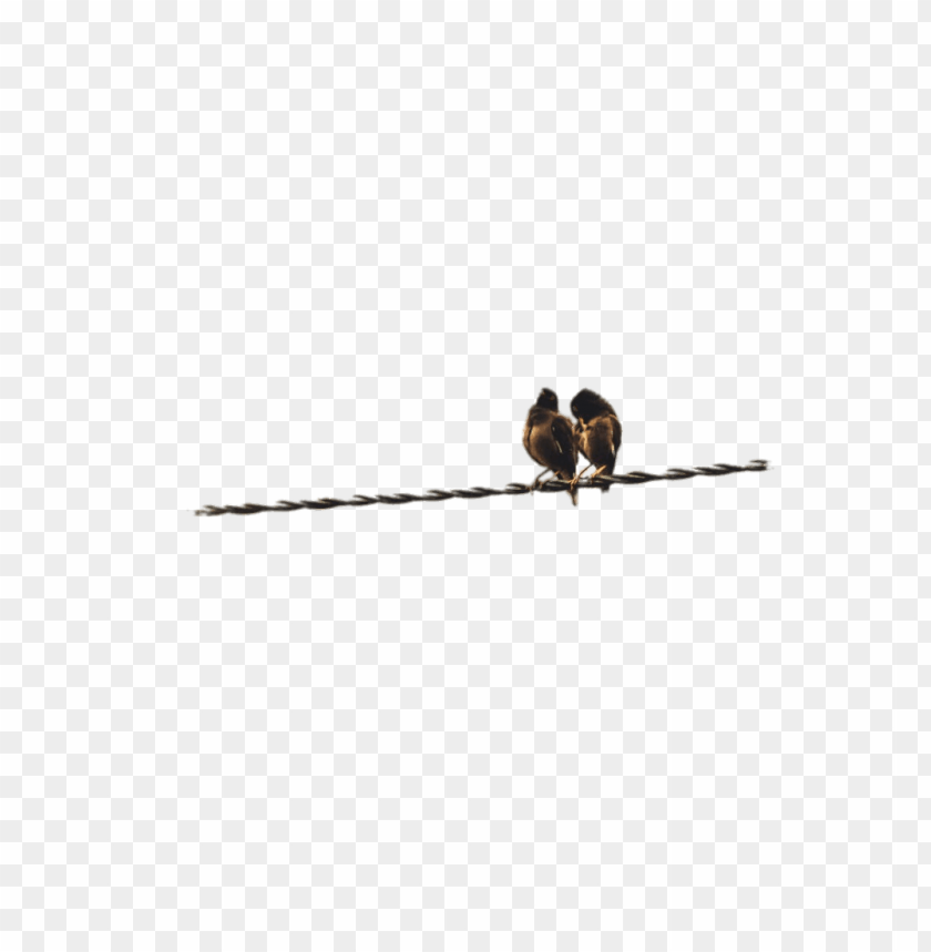 people, couples, couple of birds perched on a cable, 