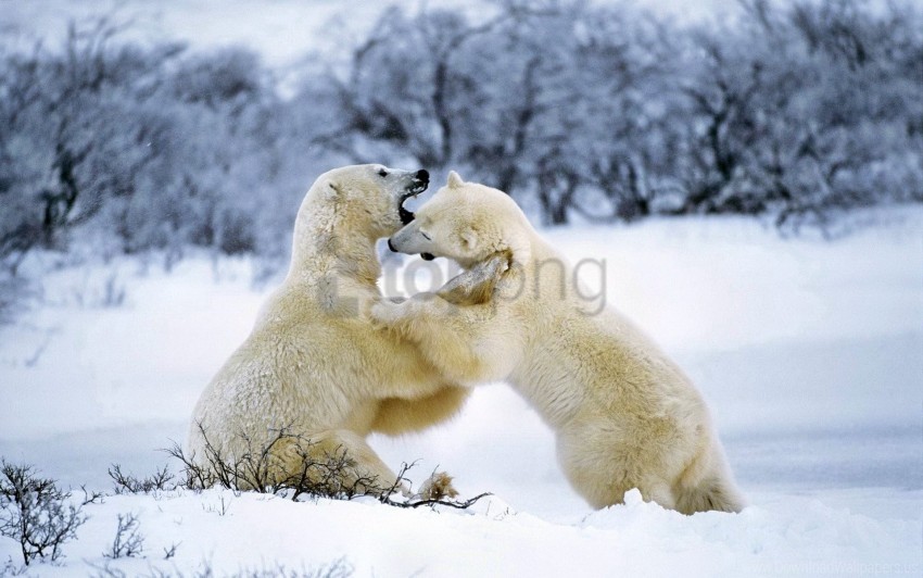 Couple Playful Polar Bear Snow Wallpaper Background Best Stock Photos