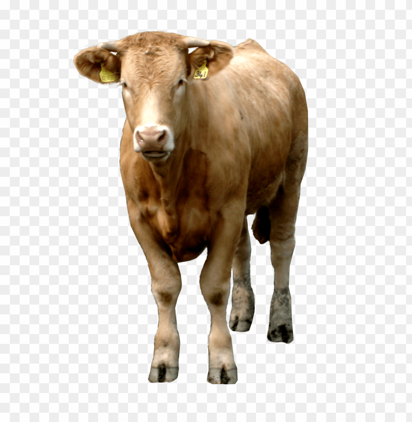 
cow png,creature png,spook,scare,terrify,terrorize,daunt