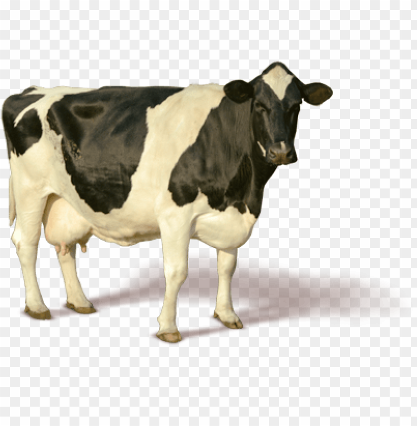 Cow Png Images Background - Image ID 1590 | TOPpng