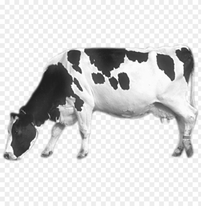 cow png images background - Image ID 1595