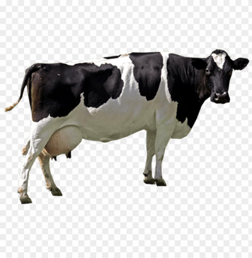 Cow Png Images Background - Image ID 1596 | TOPpng