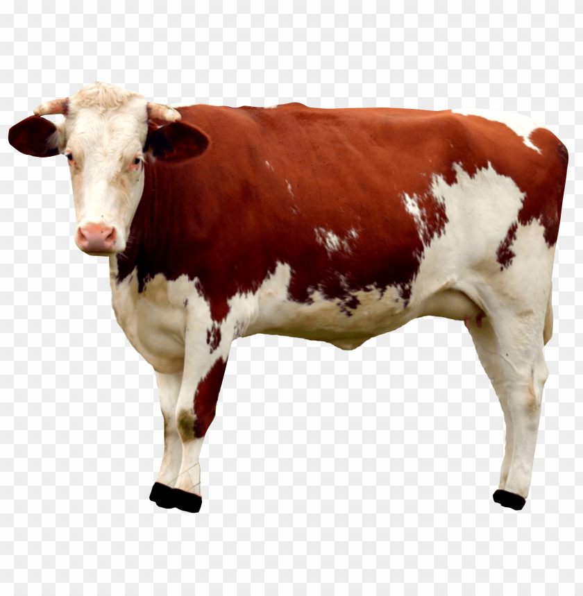 Download Cow Png Images Background Toppng