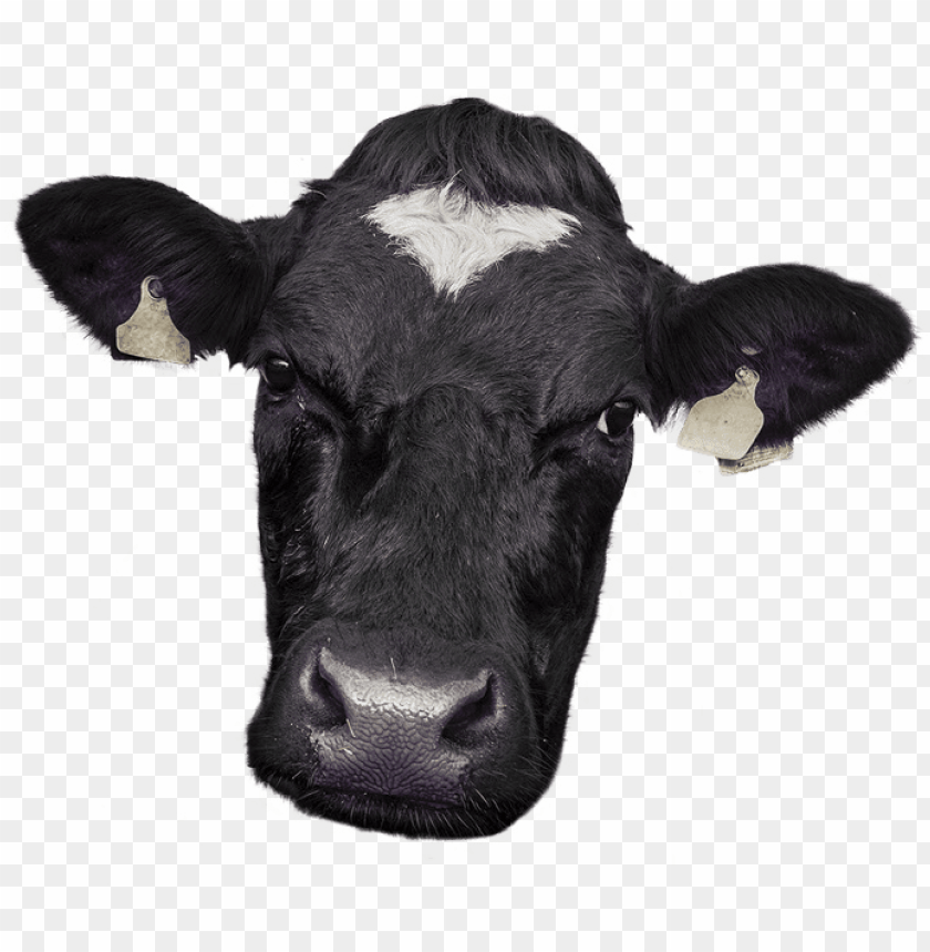 free PNG cow face png - cow face photo PNG image with transparent background PNG images transparent