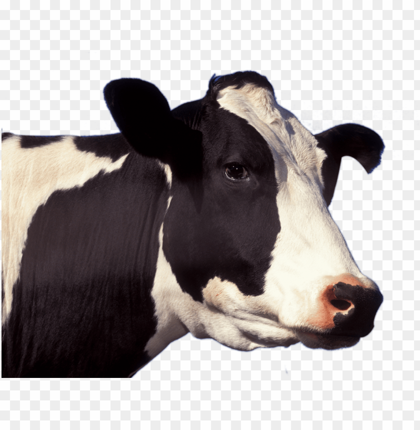 free PNG cow face png picture - cow head PNG image with transparent background PNG images transparent