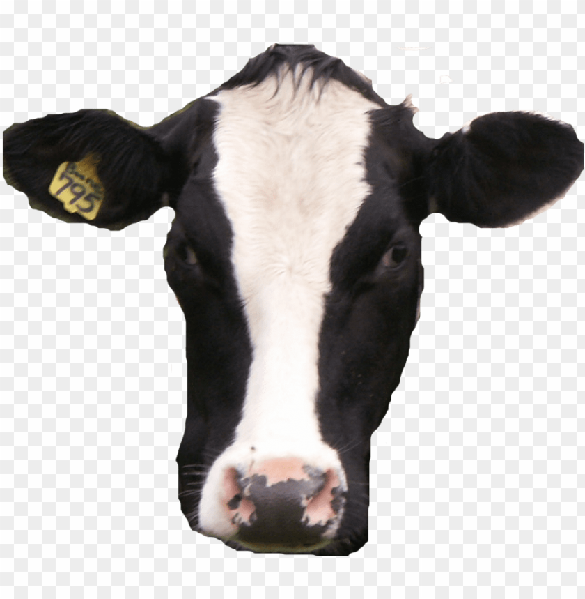 cow head PNG image with transparent background | TOPpng