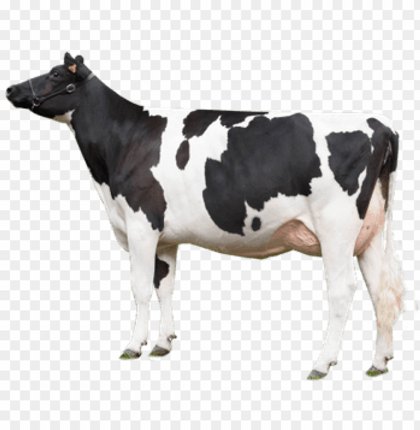free PNG cow looking left - cow PNG image with transparent background PNG images transparent