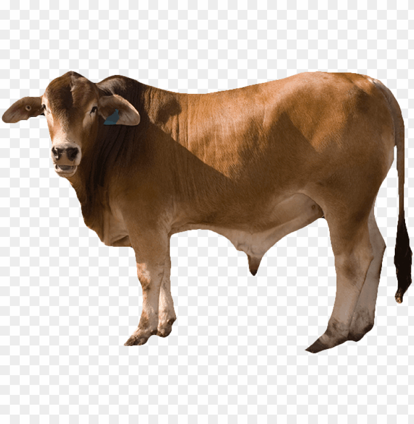 free PNG cow png - bull cow PNG image with transparent background PNG images transparent