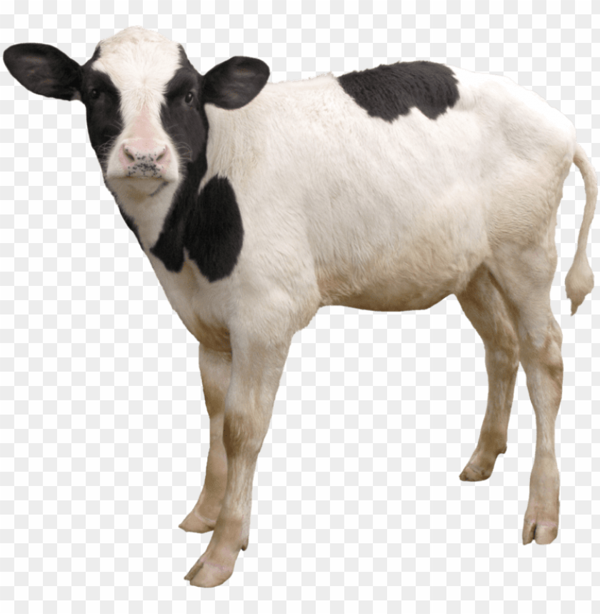 free PNG cow png, download png image with transparent background, - calf PNG image with transparent background PNG images transparent
