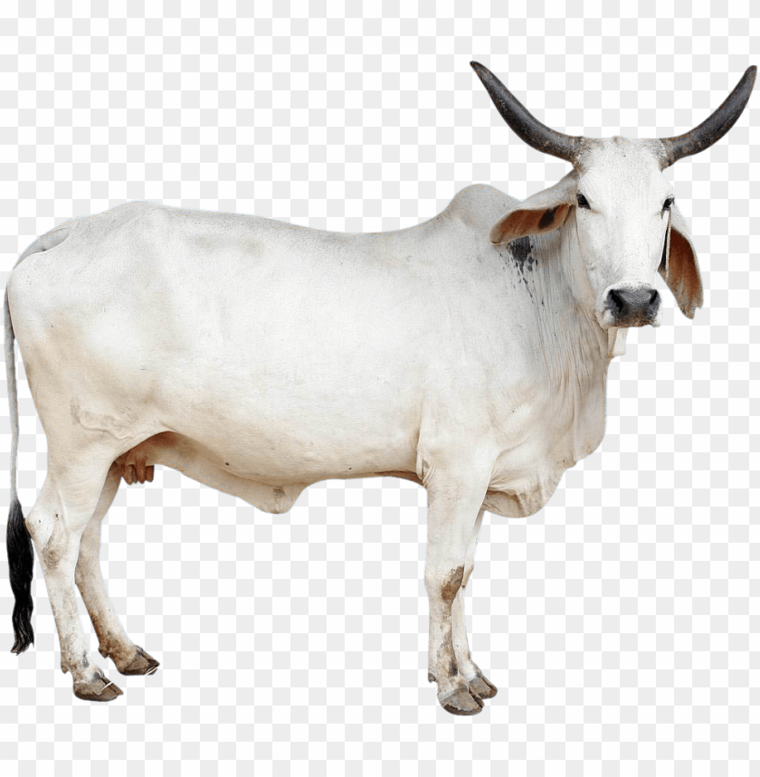 free PNG cow png image - mother organic cow ghee 1 k PNG image with transparent background PNG images transparent