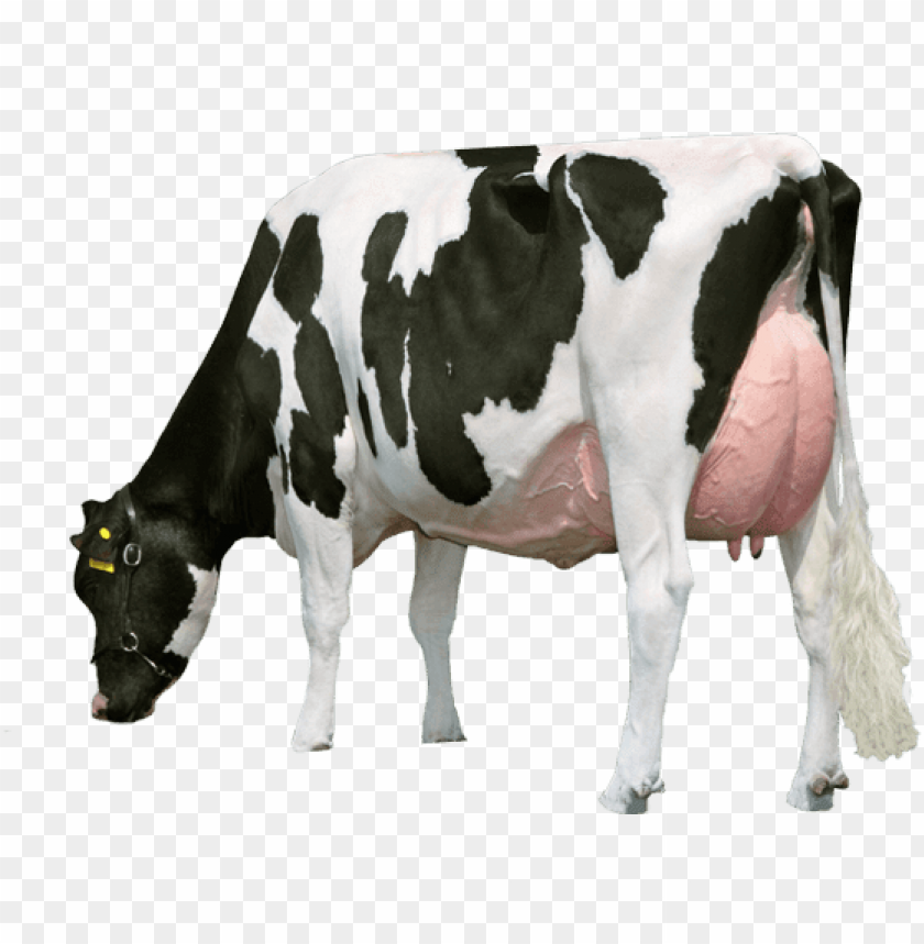 free PNG cow png - milk cow pic PNG image with transparent background PNG images transparent