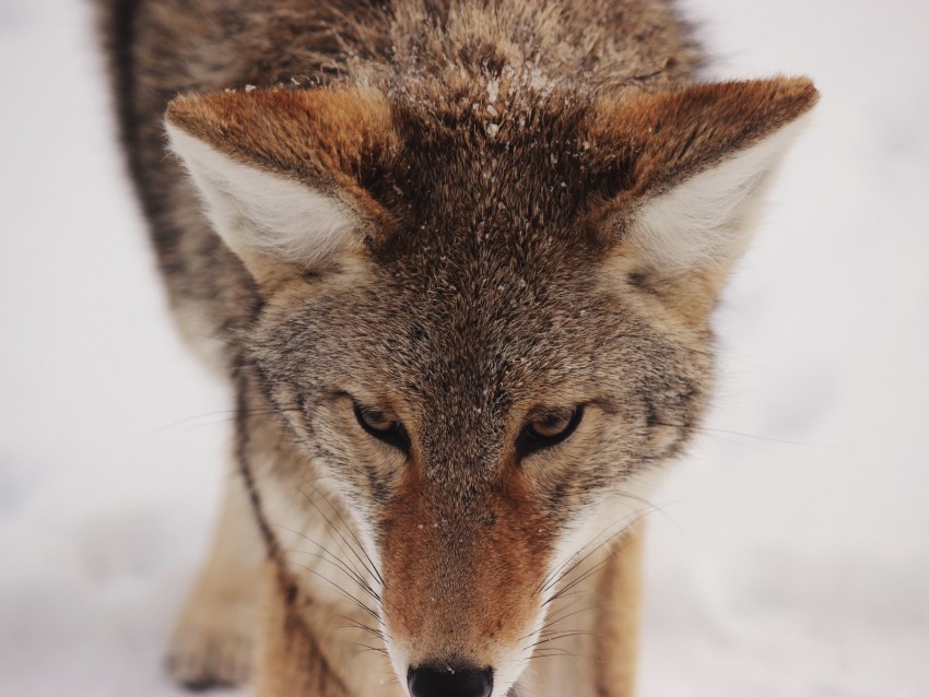 coyote, snow, glance, predator, wildlife