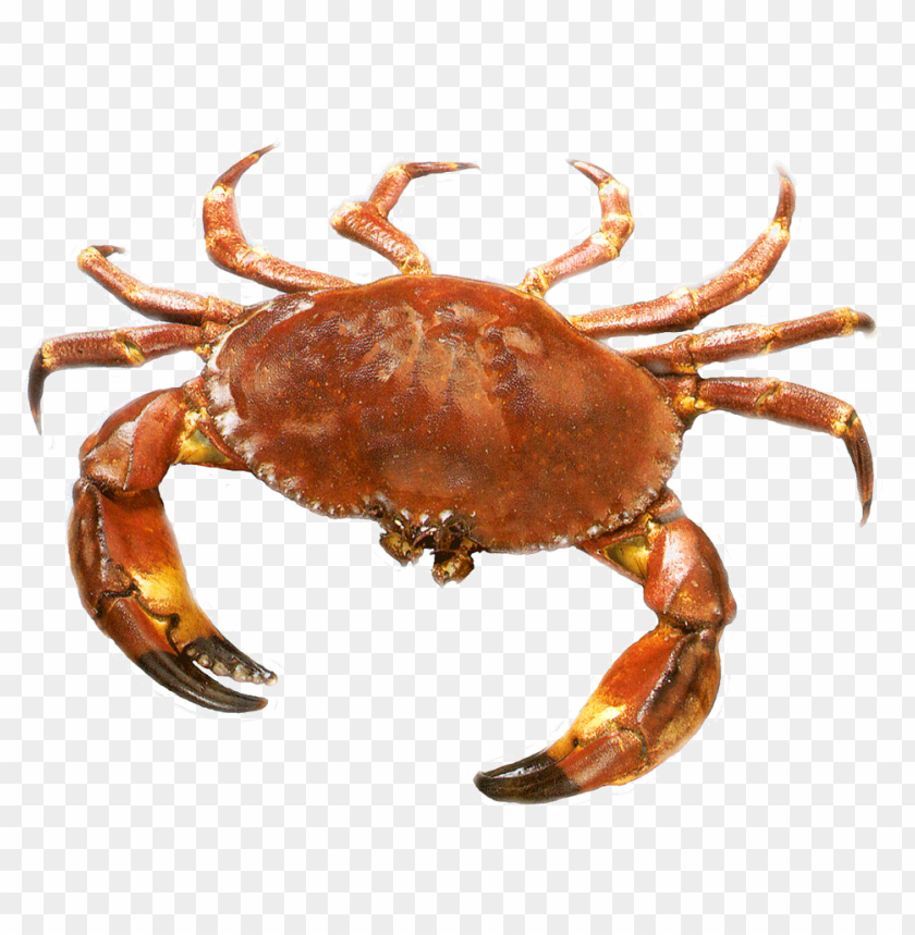 crab png,lobster,cancer,carcinoma,crab transparent background,crab file png,anger