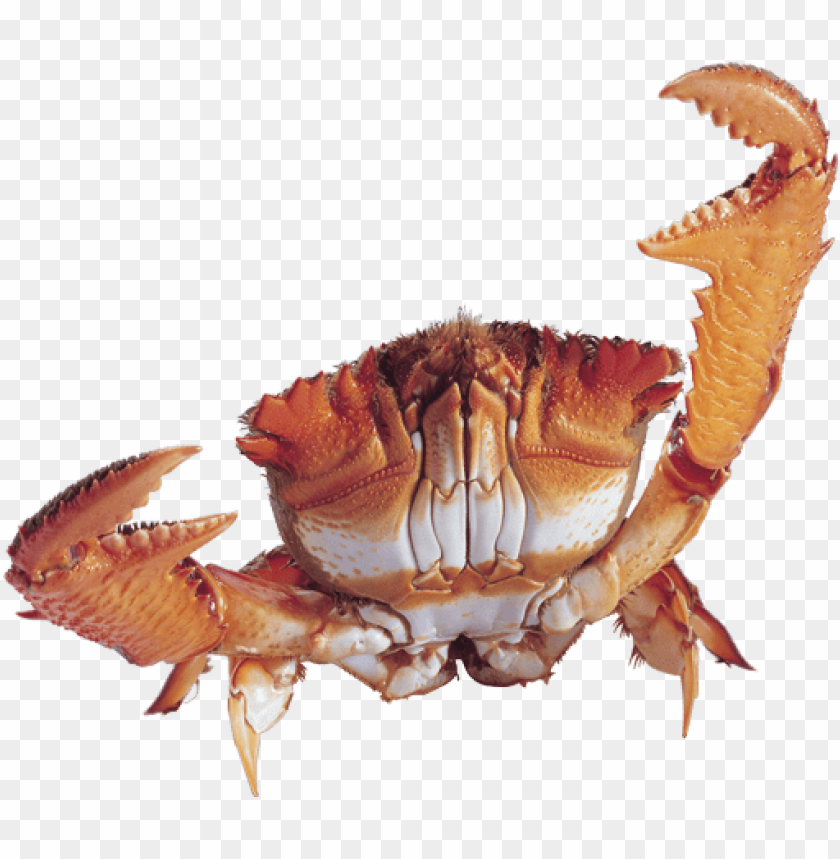 crab png,lobster,cancer,carcinoma,crab transparent background,crab file png,anger