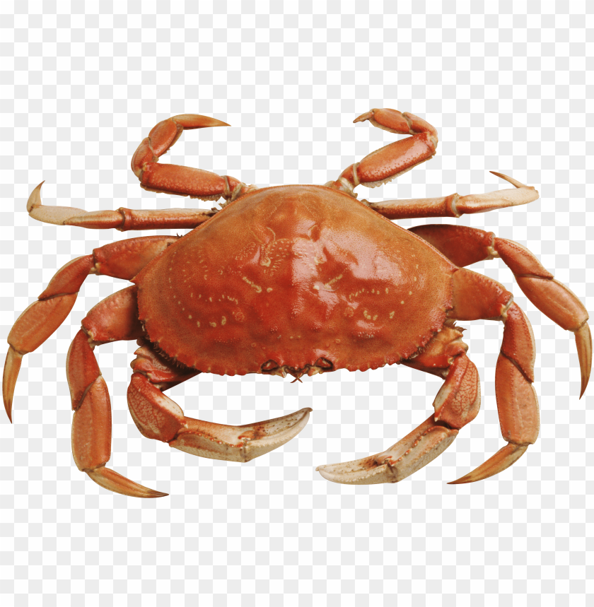 
crab
, 
red crab
, 
prawn
, 
red prawn
, 
shrimp
, 
red crab standing
, 
red shrimp
