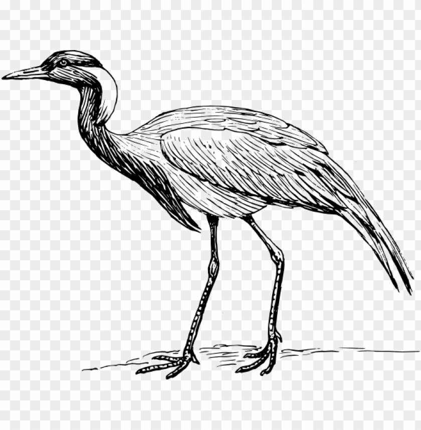 crane drawings bird PNG image with transparent background | TOPpng