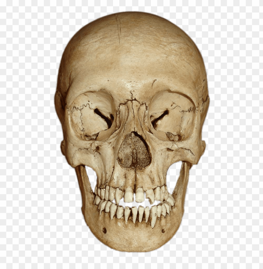 people, bones of the body, cranium front view, 