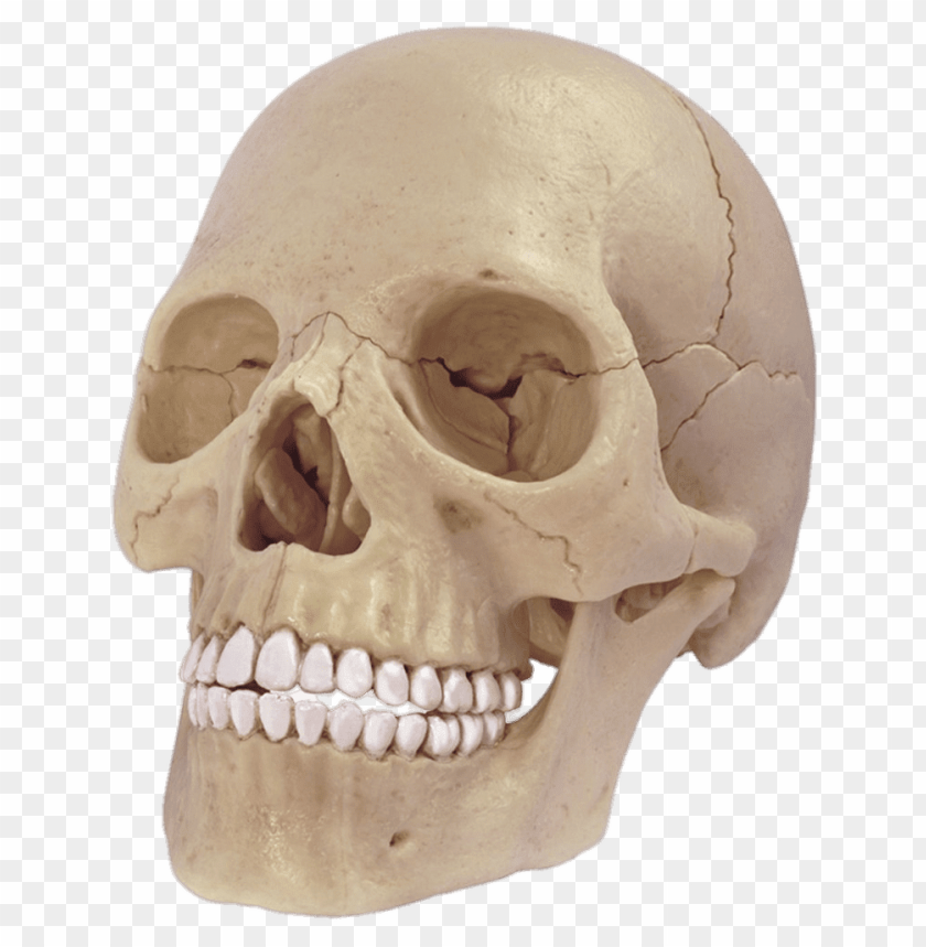 people, bones of the body, cranium model, 
