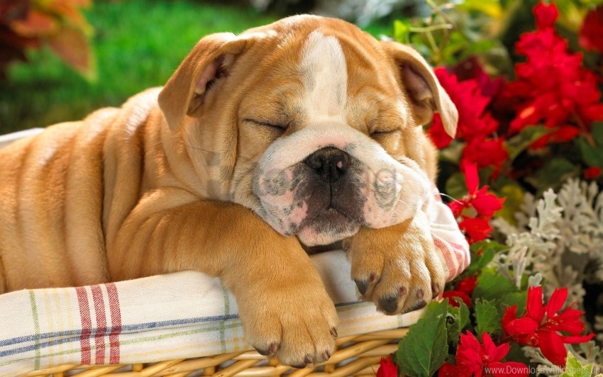 crate dog english bulldog puppy wallpaper background best stock photos - Image ID 149992