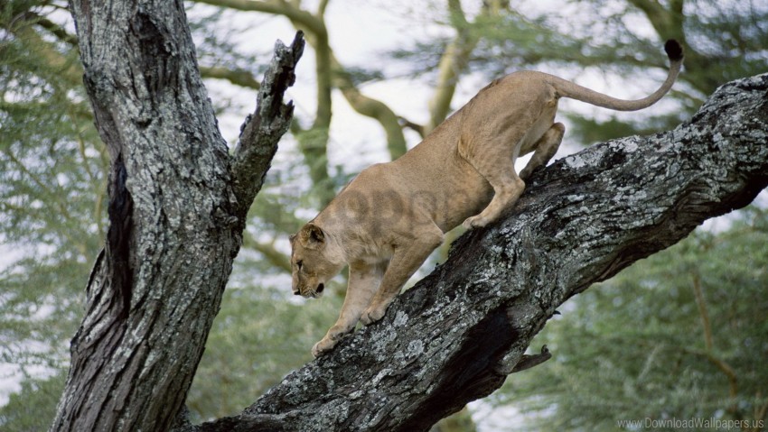Crawl Lion Lioness Tree Wallpaper Background Best Stock Photos