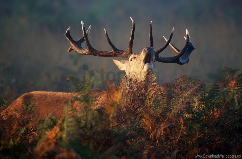 Creek, Deer, Fern, Grass, Horn Wallpaper Background Best Stock Photos