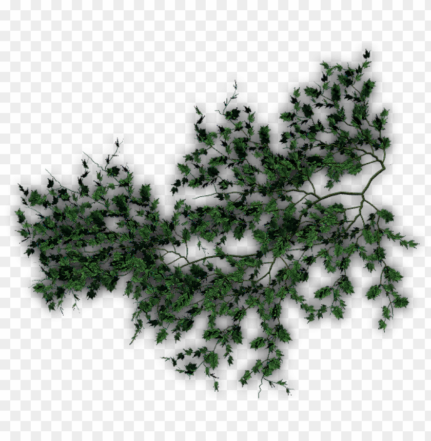free PNG creepers top view PNG image with transparent background PNG images transparent