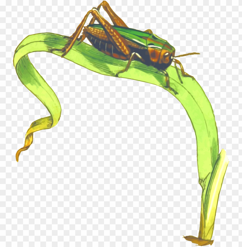 cricket insect clipart png images background - Image ID 8326