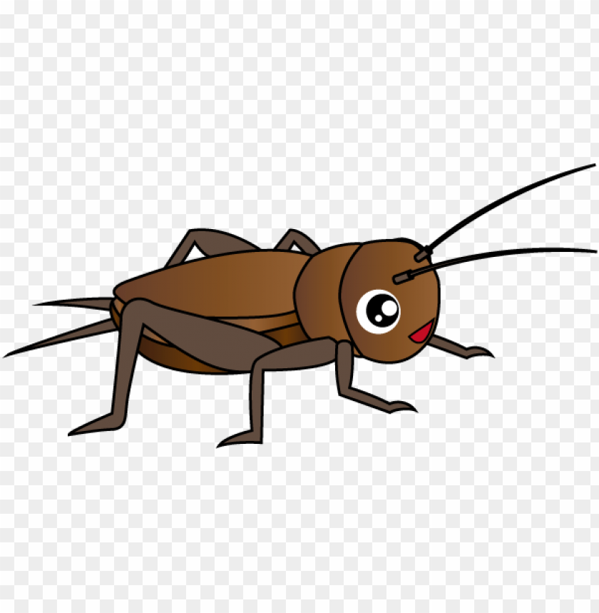 cricket insect,حشرة الكريكيت