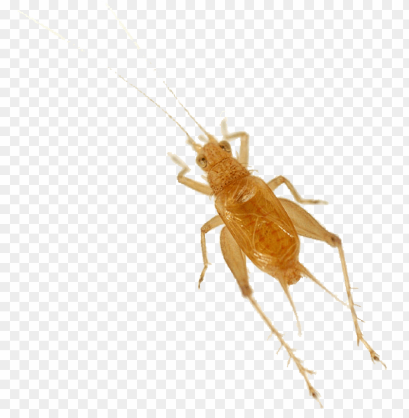 cricket insect,حشرة الكريكيت
