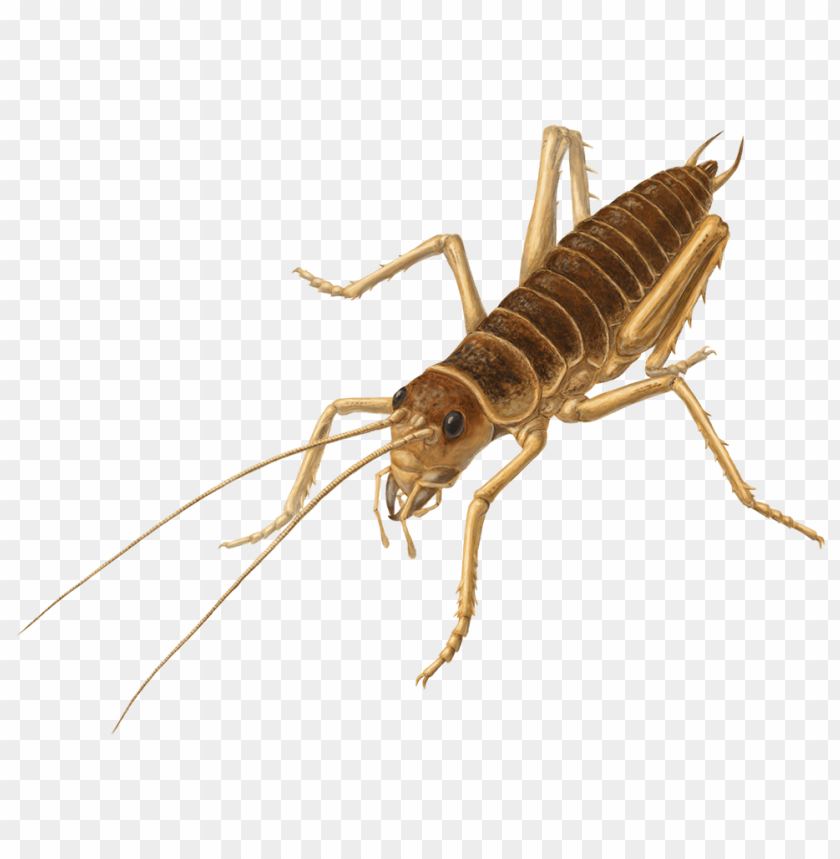 cricket insect,حشرة الكريكيت
