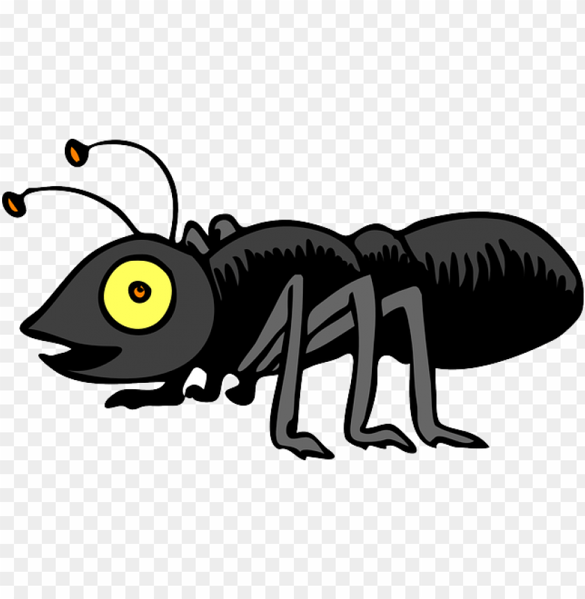 cricket insect,حشرة الكريكيت