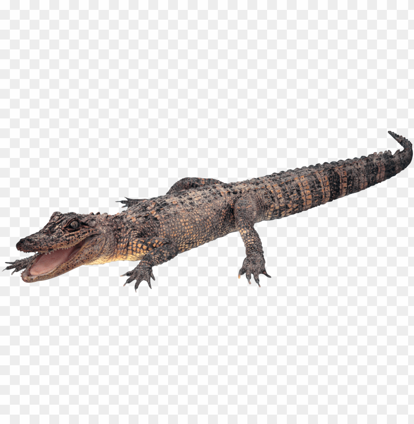crocodile png images background - Image ID 1690