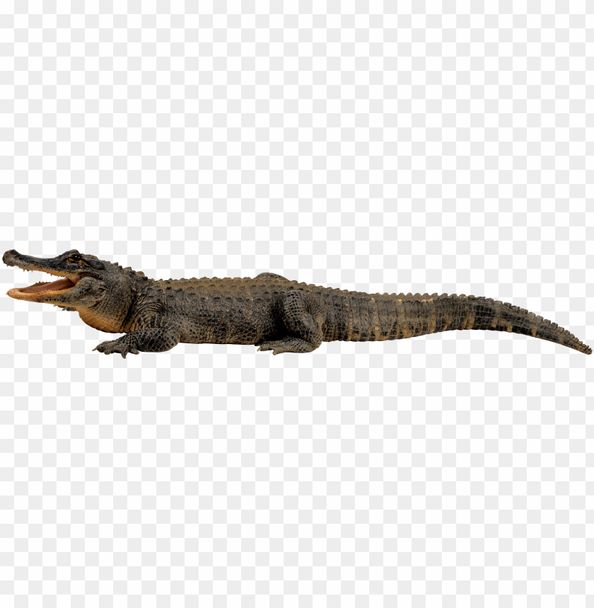 crocodile png,crocodile,crocodile transparent background,crocodile file png,queue,line,column