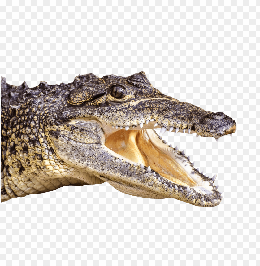 
animals
, 
crocodile
