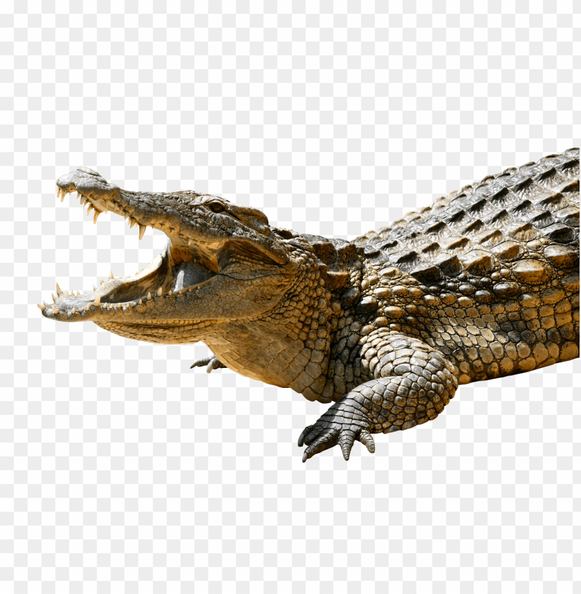 
crocodile
, 
animal
, 
reptile
, 
alligator
