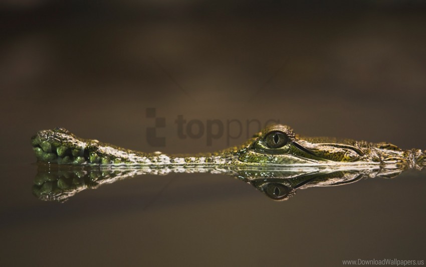 crocodile dangerous eyes snout water wallpaper background best stock photos - Image ID 151215