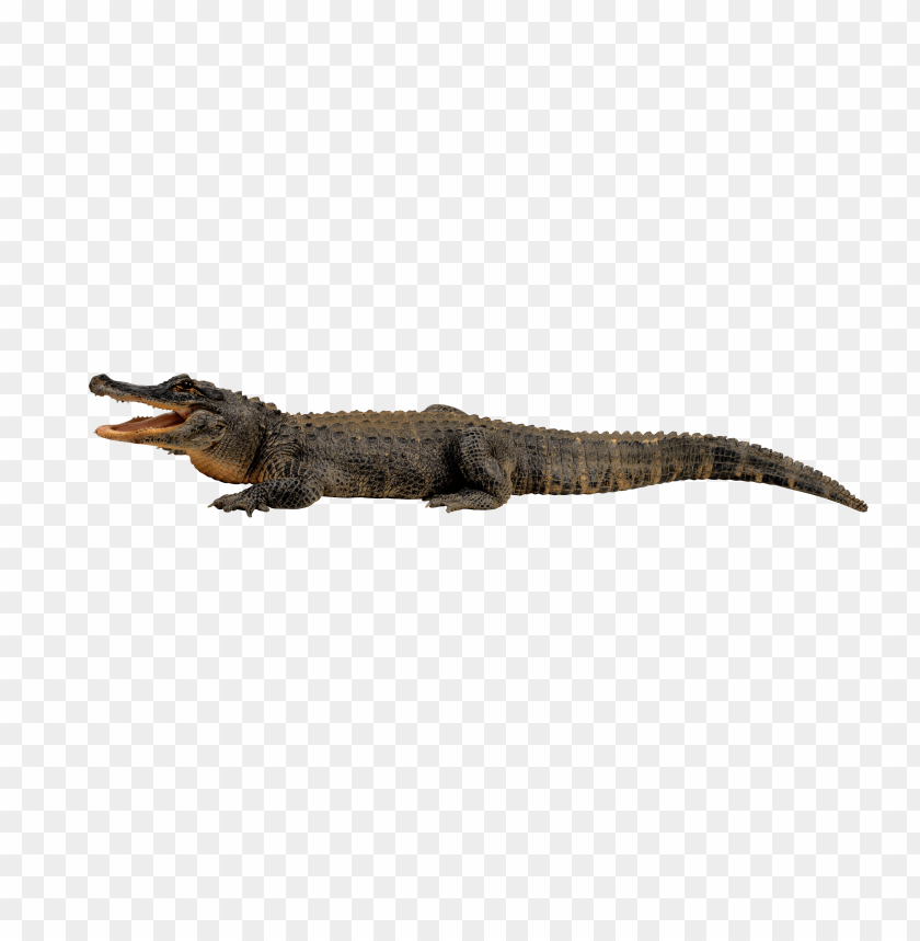 free PNG Download crocodile from side lying on ground png images background PNG images transparent