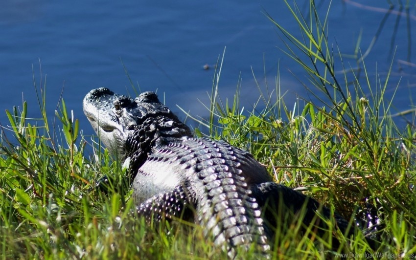crocodile grass marsh pond water wallpaper background best stock photos - Image ID 160521