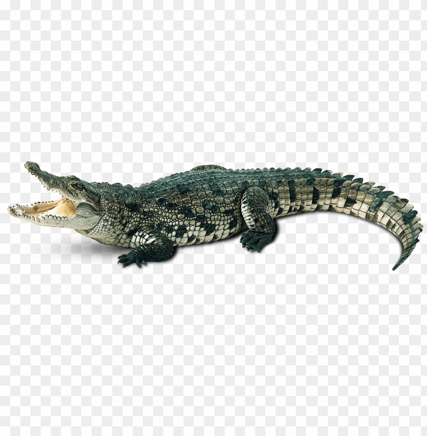 animals, reptiles, crocodile green, 