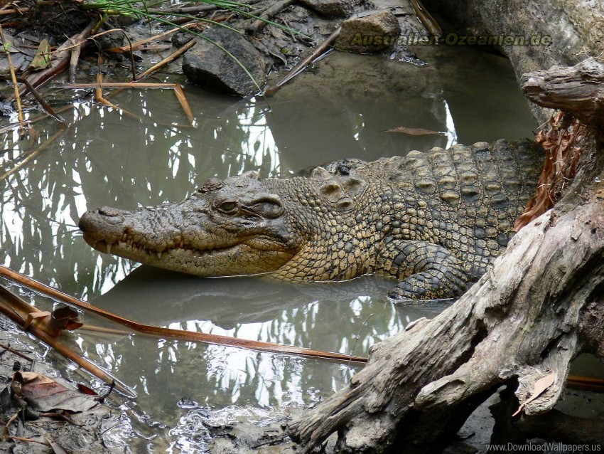 Crocodile Logs Mud Swim Water Wallpaper Background Best Stock