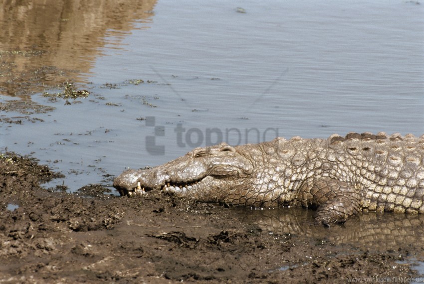 crocodile shore sun tanning water wallpaper background best stock photos - Image ID 160671