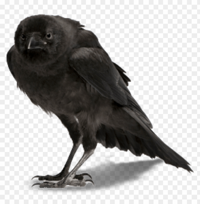 Download Crow png images background@toppng.com