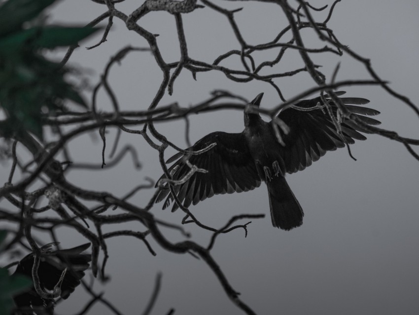 crow, bird, bw, branches, wings, fly