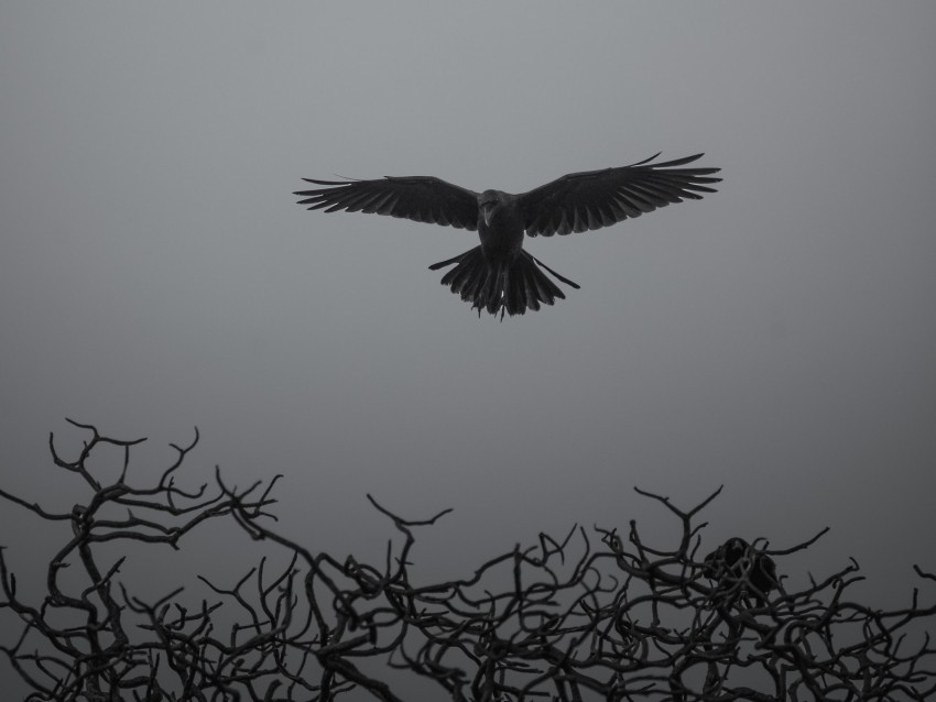 crow, branches, bw, bird, fly