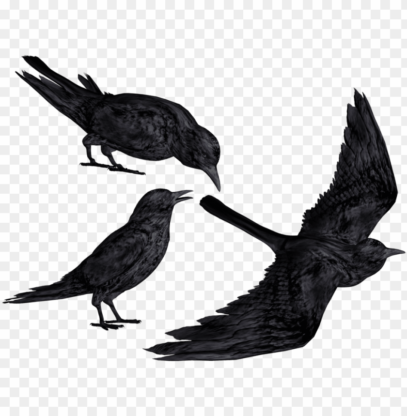 Crow Clipart Flying - Black Crows PNG Transparent With Clear Background ID 205169